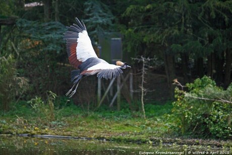 Europese Kroonkraanvogel