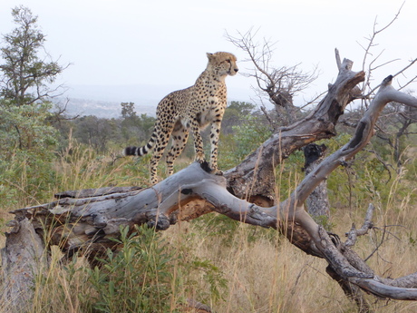 jaguar in Krugerpark