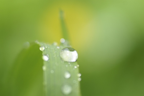 Regendruppel op gras