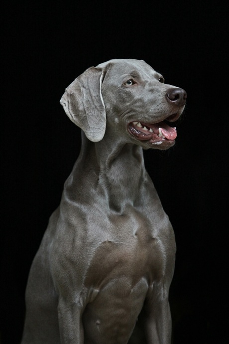 Weimaraner