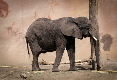 afrikaanse olifant.