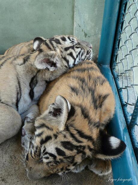 Slapende tijgers