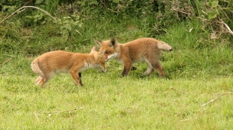 jonge vosjes