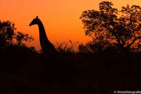 Giraffe bij avond (1 van 1).jpg