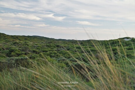 Duinen van Renesse