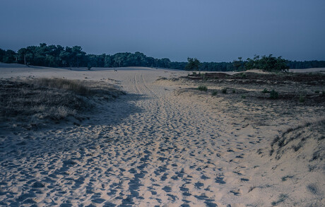Loonse en Drunense duinen-nachtbraker