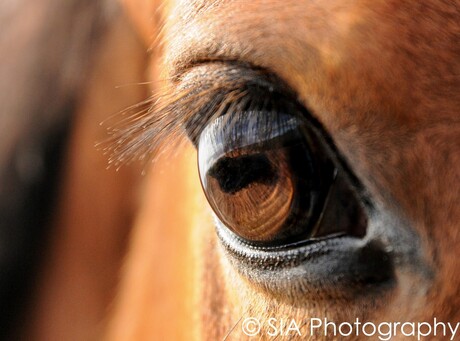 Through my horse's eyes