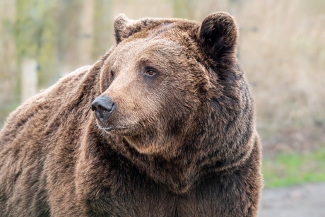 een prachtige bruine grizzlybeer