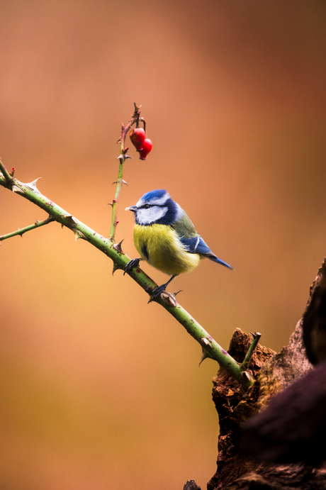 Hongerige pimpelmees