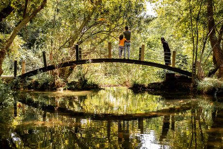 Nature Reflections