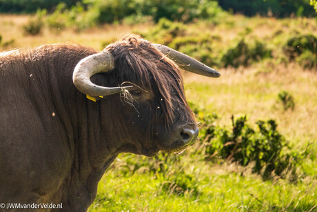 Stier