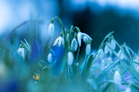 Snowdrops