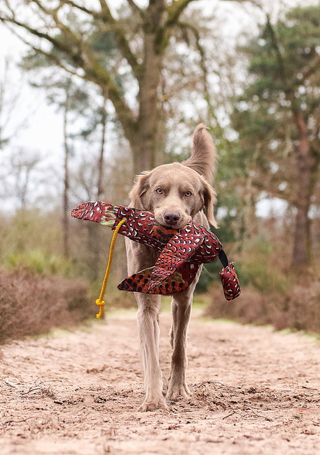 Apporterende Weimaraner