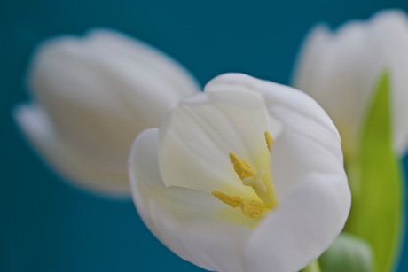 witte tulpen