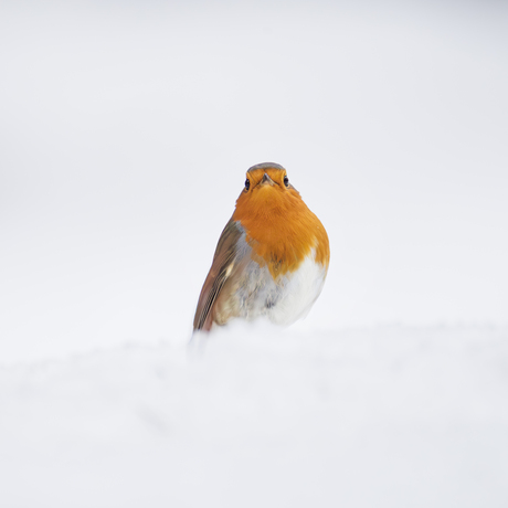 Roodborstje in de sneeuw