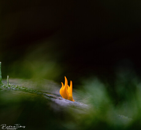 Kampvuurtje in het bos