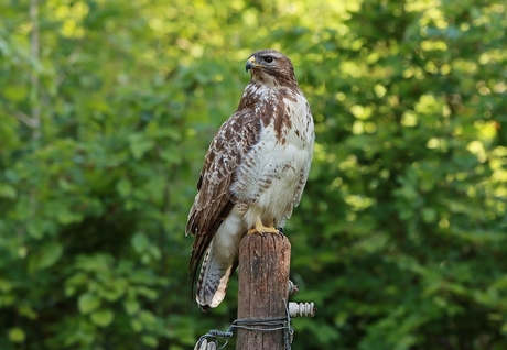Buizerd
