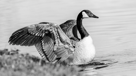 Canadese gans in volle glorie