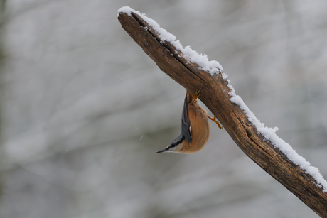 In de sneeuw