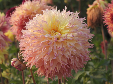 Dahlia's uit eigen tuin 