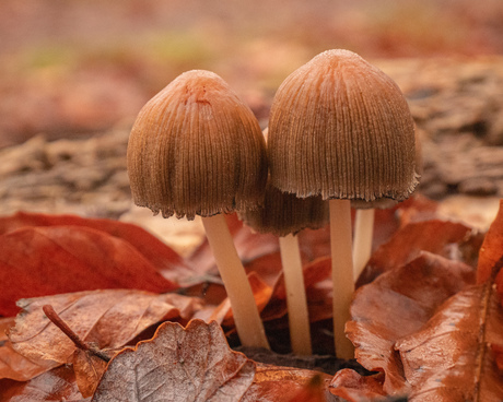 Late paddenstoelen