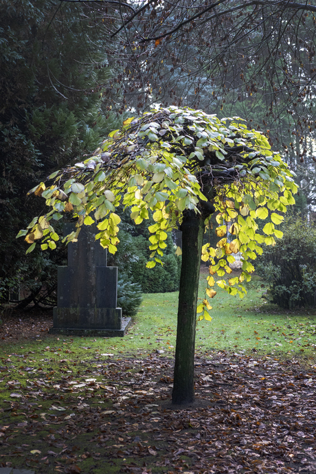 Oude RK Begraafplaats