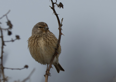 De heer en mevrouw Kneur
