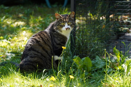 Dierenfoto - sigma_e_mount test