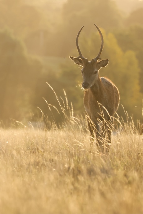 Tegenlicht in de ochtend