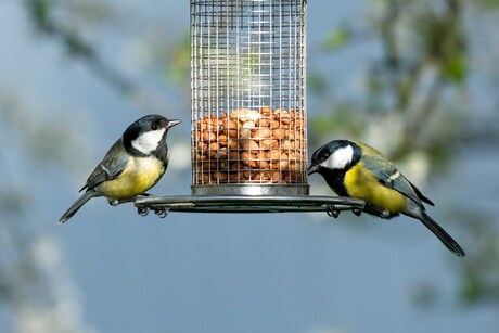 Een Lentebezoek aan de Voeder: Koolmezen in Tholen