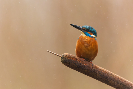 IJsvogel