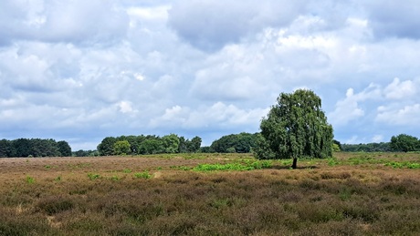 Bussumerheide 