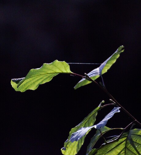 groen blad in zonlicht