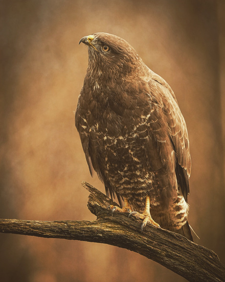 Buizerd