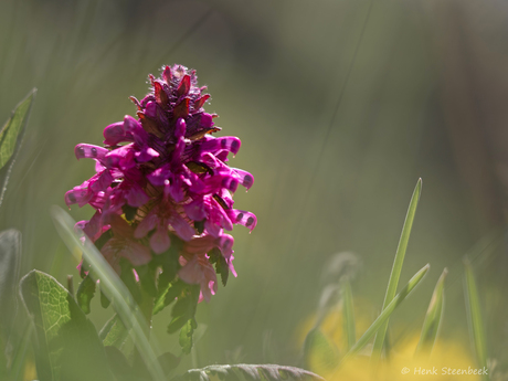 Kranskartelblad