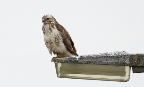 Buizerd