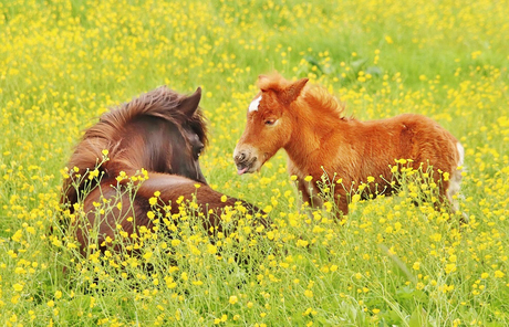 Pony met veulen tussen de boterbloemen