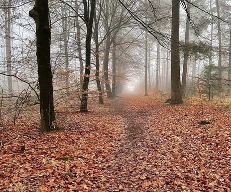 Mistige herfstochtend in het bos