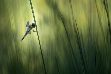 Between the grasses