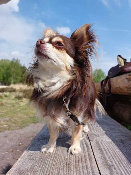 Wandelen met Pita