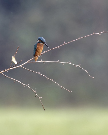 Ijsvogel