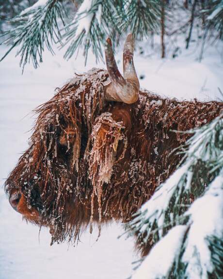 Winterse Schotse Hooglander