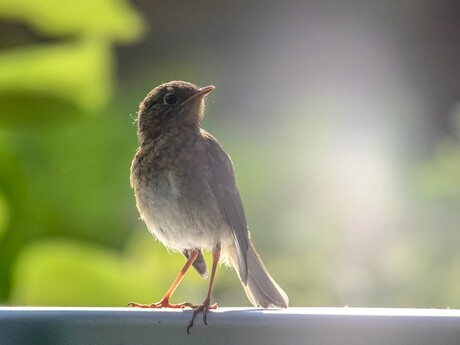 Jonge roodborst in tegenlicht....