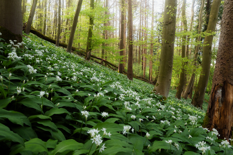 Wild garlic