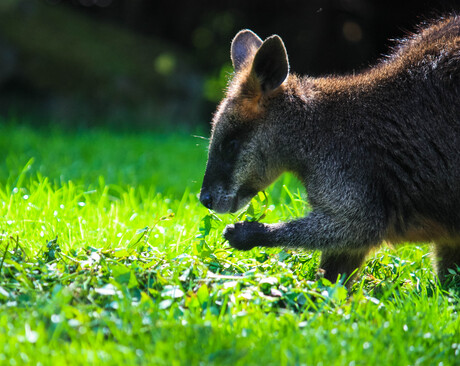 Moeraswallaby aan het smikkelen