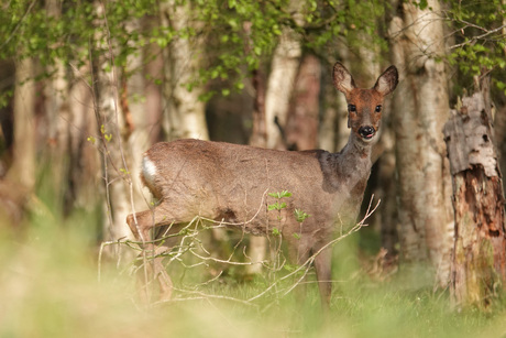 Een mooie ontmoeting