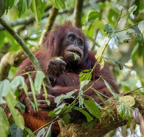 Orang-oetan in het wild gezien, mijn droom is uitgekomen!
