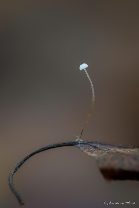 Walking on a line... 