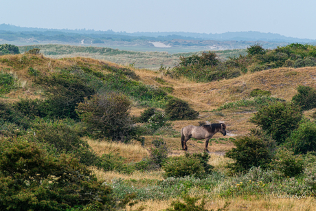 Konikpaard de Slufter Texel