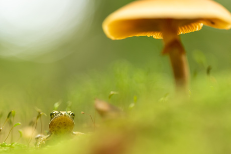 magische schuilplaats